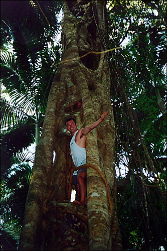 Strangler Fig on Fraser Island -- Fraser Island, Australia