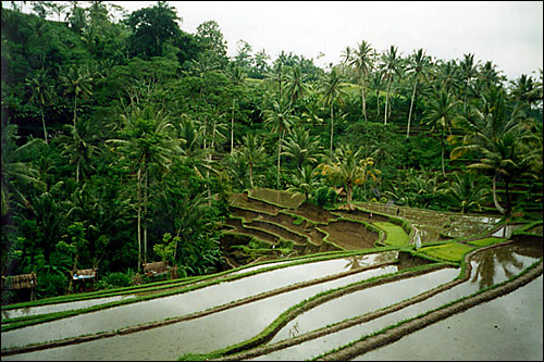 Rice fields near Tampaksiring -- Bali, Indonesia