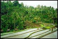 Rice fields near Tampaksiring :: Bali, Indonesia