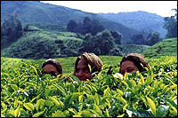 Jeannie, Carl, and Liz fooling around in the Cameron Highlands, Malaysia.