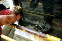 Ssssnake farm! :: Chiang Mai, Thailand