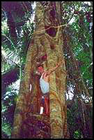 Strangler Fig on Fraser Island :: Fraser Island, Australia