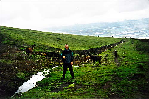 Lamas! -- Cayumbe, Ecuador