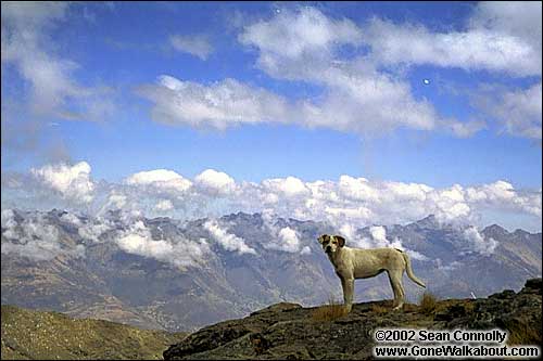 The wonder dog -- Cordillera Blanca, Peru