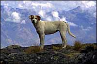The wonder dog :: Cordillera Blanca, Peru