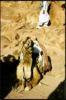 Lovely citizens of Egypt :: Sinai, Egypt